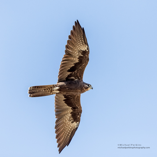 Black Falcon Peel River Tamworth